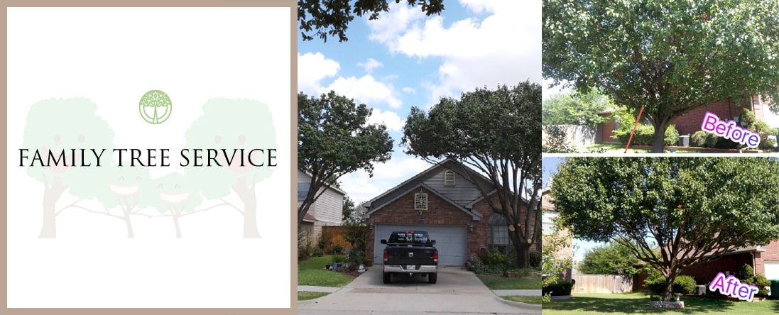 Tree Trimming & Maintenance